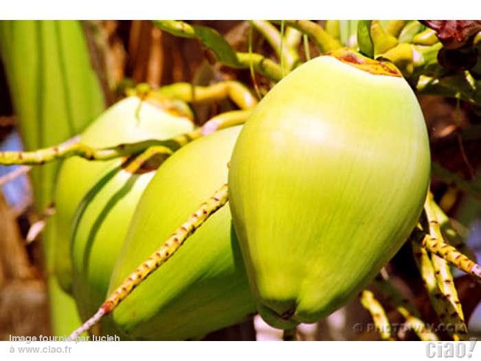 Noix de coco fraîches