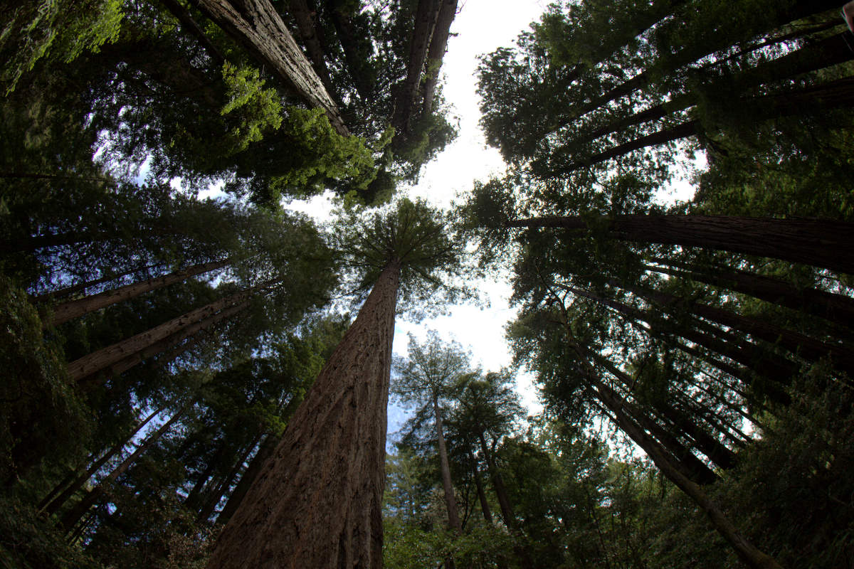 muir woods