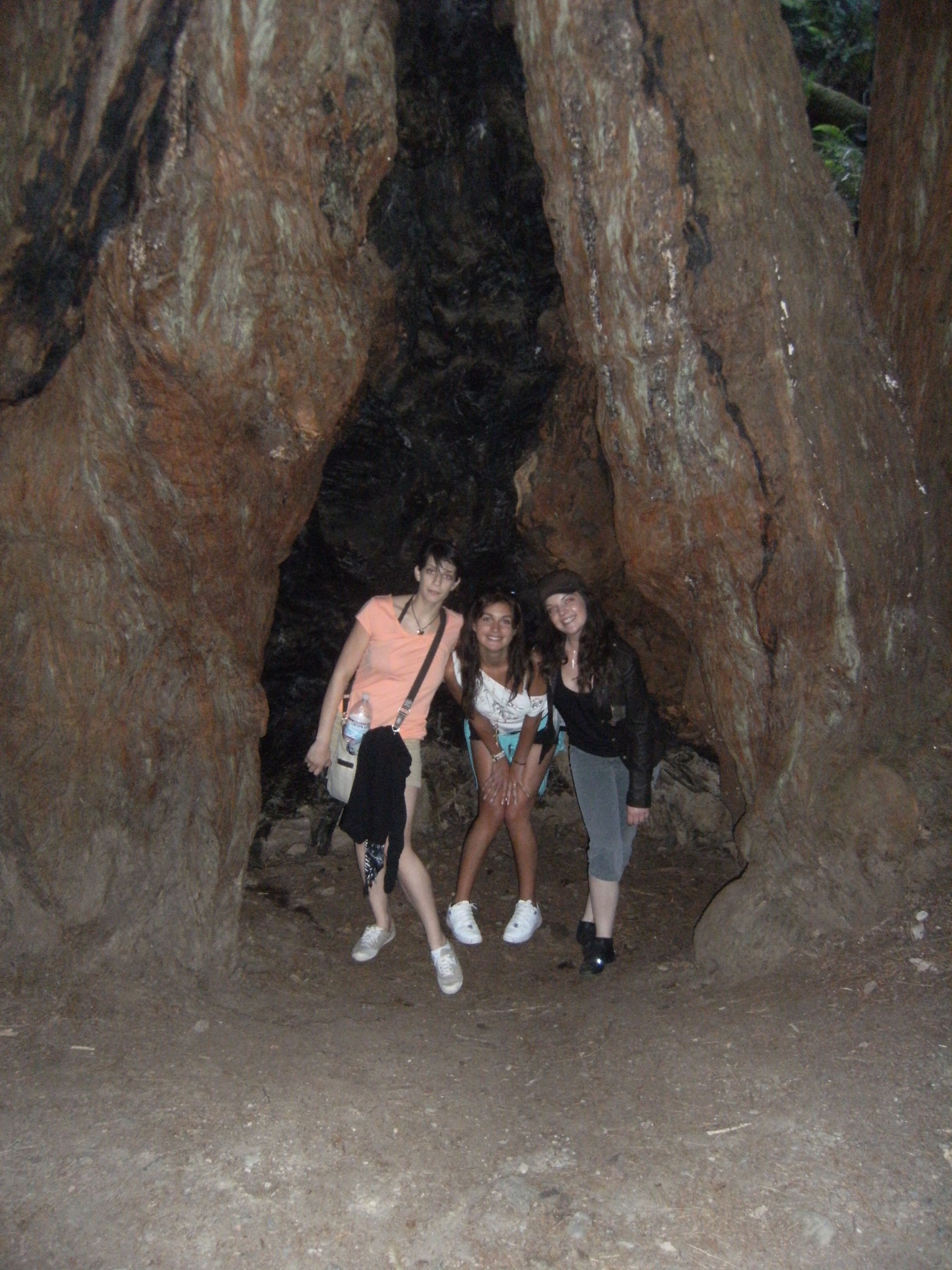Muirwoods1-4