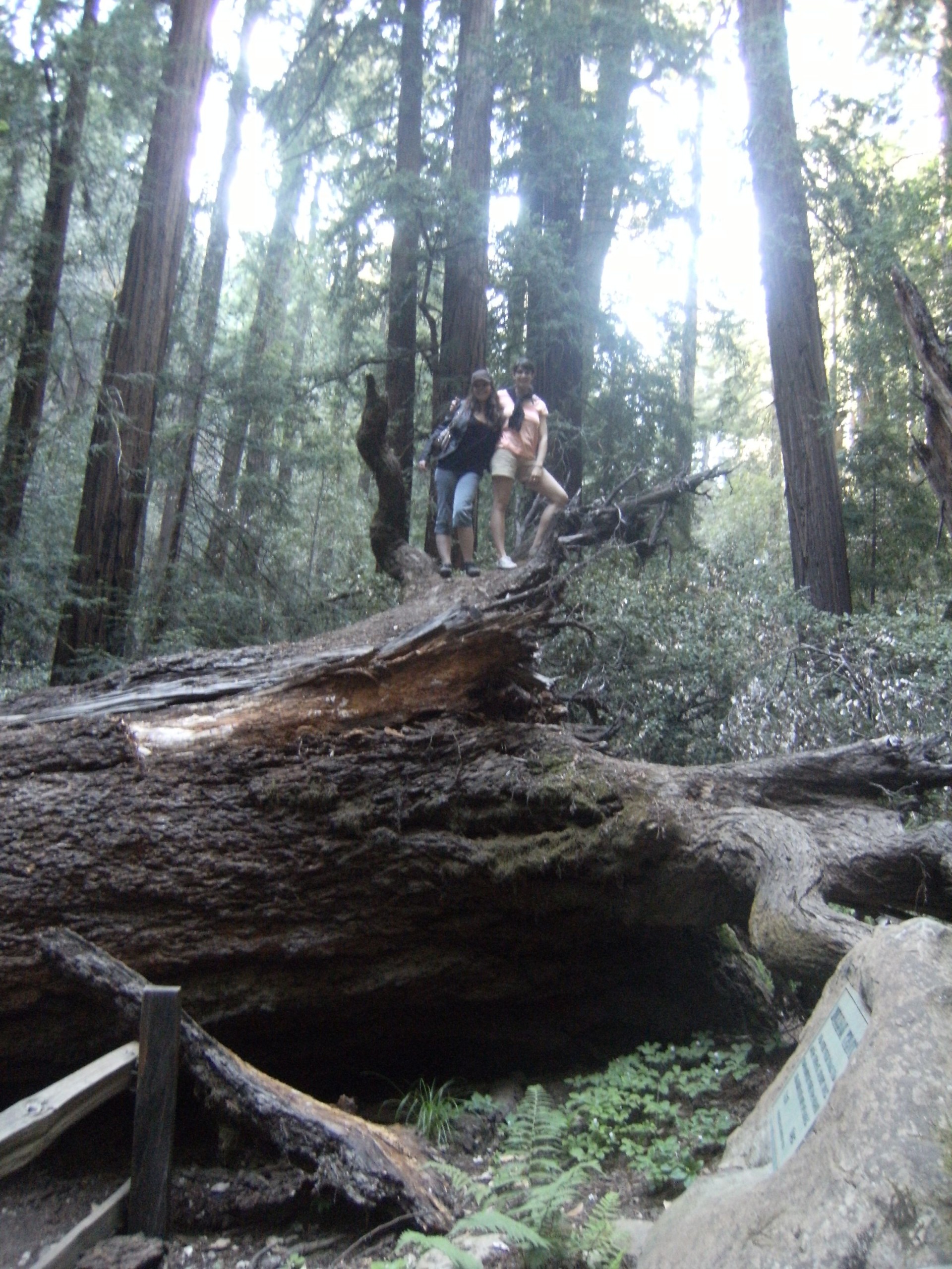 Muirwoods1-5