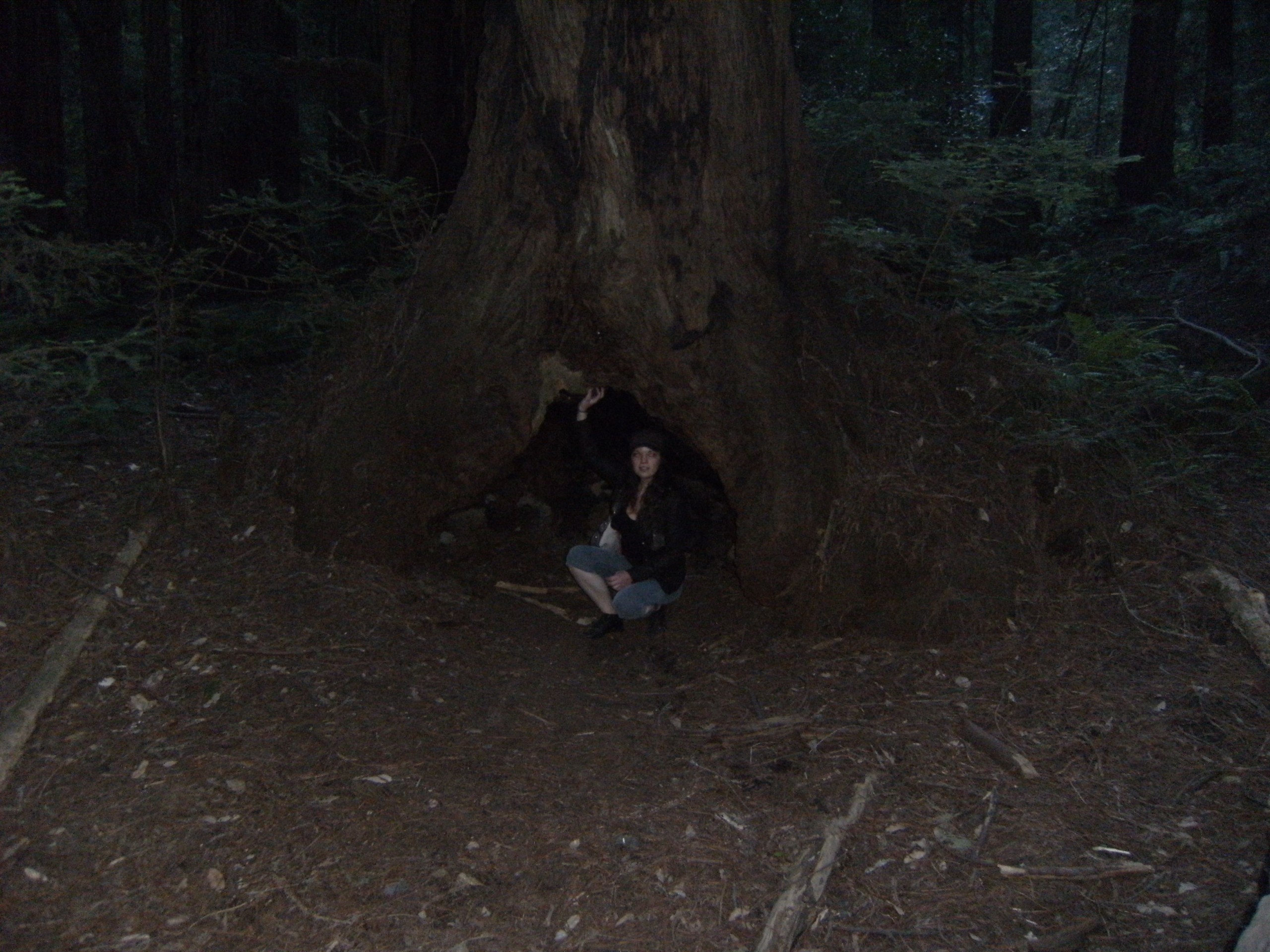 Muirwoods1-6