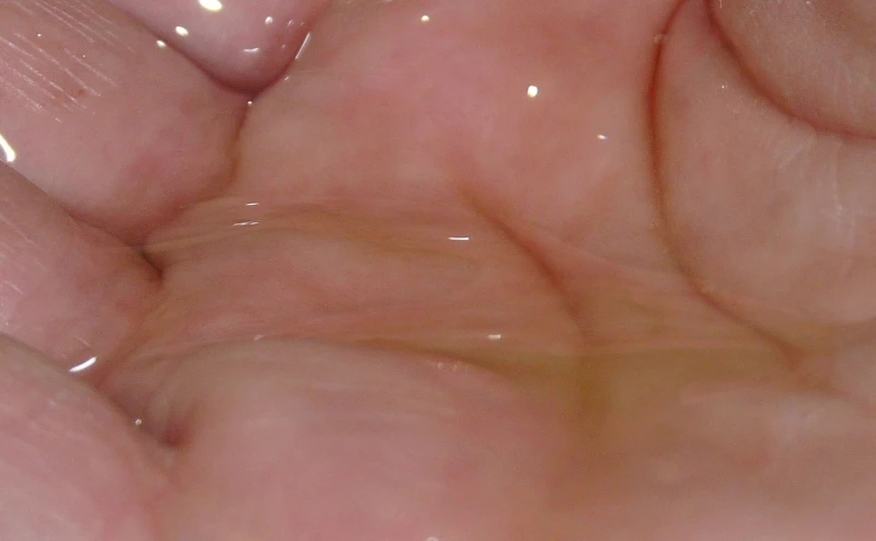 argan - 2