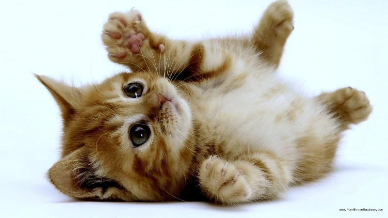 minette