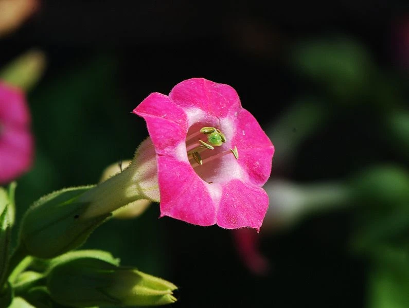 nicotiana tabacum